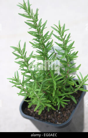 Rosmarin-Pflanze in einen Topf gegen klar Hintergrund Stockfoto