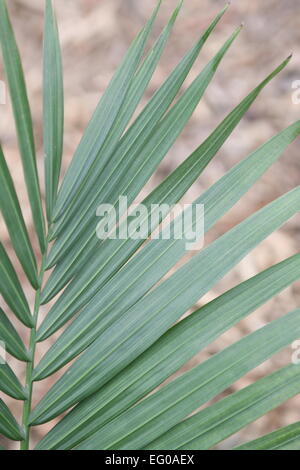 Ravenea Rivularis, Palm, Majestic, Majestät, Blätter Stockfoto