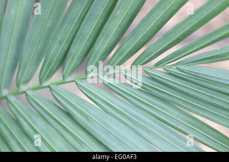 Ravenea Rivularis, Palm, Majestic, Majestät, Blätter Stockfoto