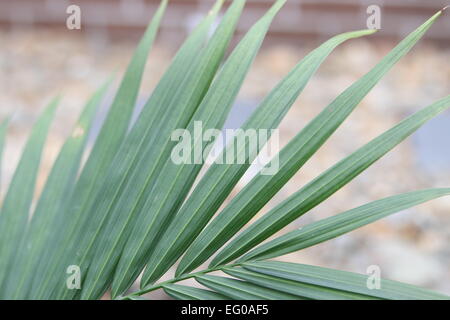 Nahaufnahme von Majesty Palm Blätter Ravenea Rivularis Blatt Stockfoto