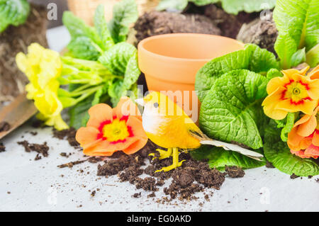 Primula Blumen Blumenerde mit Dekoration Vogel, Töpfe und Boden Stockfoto