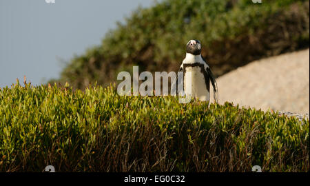 Afrikanische Pinguin (Spheniscus Demersus) hinter einem Gebüsch, an einem Strand in der Nähe von Kapstadt in Südafrika. Stockfoto