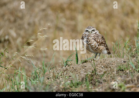 Eine Kanincheneule in seiner Burrow, neben einer Schotterstraße und einen Acker. Stockfoto