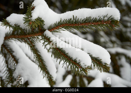 Schnee auf Kiefer verzweigt, New Jersey, USA Stockfoto