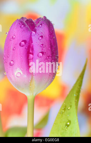 frische Tulpen mit Wassertropfen drauf Stockfoto