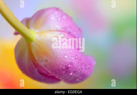 frische Tulpen mit Wassertropfen drauf Stockfoto