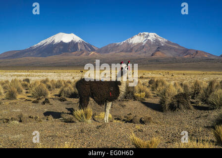 Niedliche Lamas in bolivianischen Sajama Nationalpark mit malerischen Vulkane Paranicota und Pomerape im Hintergrund Stockfoto