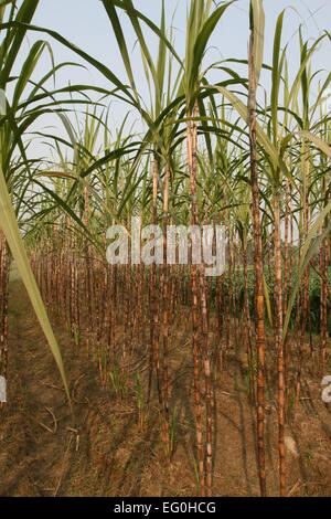 Dhaka, 09. Februar 2015. Zuckerrohr Feld in Dhaka. Stockfoto