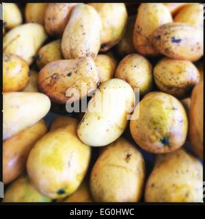 Nahaufnahme von Mangos Stockfoto
