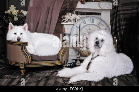 Zwei weiße Hunde Stockfoto