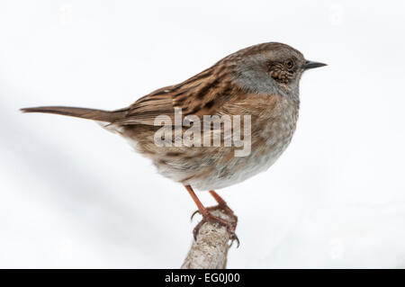 Heckenbraunelle auf Zweig, Nahaufnahme, Ganzkörper, Seitenansicht, verschneiten Hintergrund Stockfoto