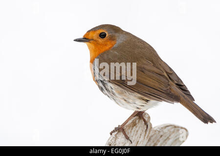 Robin, close-up, Seitenansicht, auf Baumstamm Stockfoto