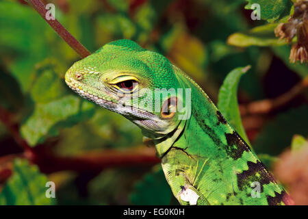 USA, Arizona, Tucson, Pima County Sonoran Desert Garden, beschnitten Schuss von grüner Leguan Stockfoto