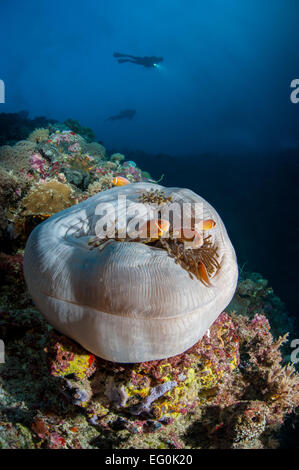 Palau, weißen Sack unter Wasser auf die Korallenriffe mit Silhouetten der Taucher im Hintergrund Stockfoto