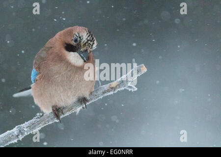 Eichelhäher saß auf einem Stick in Schneefall in Gällivare, Schwedisch-Lappland Stockfoto