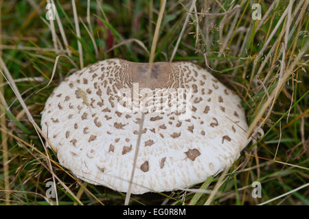 Sonnenschirm-Pilzzucht lange Gras im Feld Stockfoto