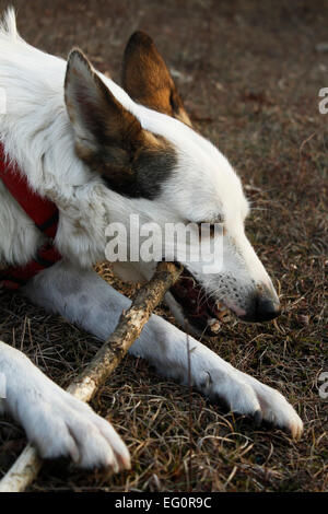 Hund beißt eine Filiale Stockfoto