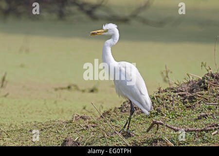 Fortgeschrittene Silberreiher - Ardea intermedia Stockfoto