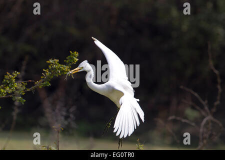 Fortgeschrittene Silberreiher - Ardea intermedia Stockfoto