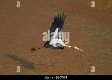 Bemalte Storch - Mycteria leucocephala Stockfoto