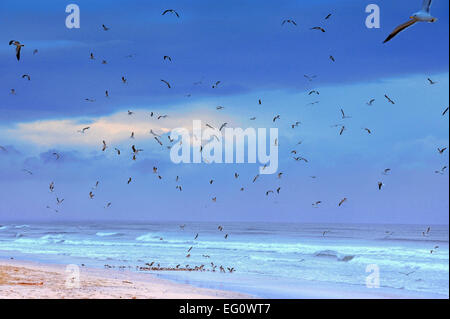 Möwen oberhalb des Strandes in Afrika Stockfoto