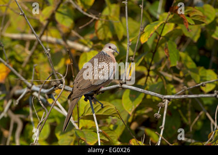 Gefleckte Taube - Spilopelia chinensis Stockfoto