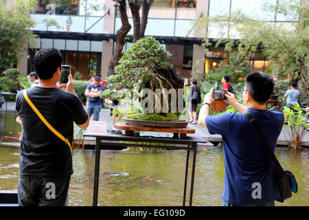 Ein Bonsai-Liebhaber, die Aufnahme eines Bonsai Pflanze wurde von philippinischen Bonsai Gesellschaft (PBSI) neben der Ayala Museum in Makati City als Teil des Monats Februar Kunst. PBSI fördern die Bonsai in den Philippinen und sie geben bekannt, dass im Jahr 2016 die Organisation Bonsai Club International (BCI) Show in Philippinen veranstaltet. © Gregorio B. Dantes Jr./Pacific Press/Alamy Live-Nachrichten Stockfoto