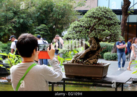 Ein Bonsai-Liebhaber, die Aufnahme eines Bonsai Pflanze wurde von philippinischen Bonsai Gesellschaft (PBSI) neben der Ayala Museum in Makati City als Teil des Monats Februar Kunst. PBSI fördern die Bonsai in den Philippinen und sie geben bekannt, dass im Jahr 2016 die Organisation Bonsai Club International (BCI) Show in Philippinen veranstaltet. © Gregorio B. Dantes Jr./Pacific Press/Alamy Live-Nachrichten Stockfoto