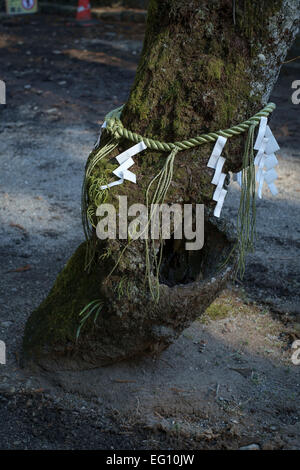 Shimenawa und Shime an einen Baum gebunden, auf dem Gelände des Tempels. Nikko, Japan. Heilige Orte sind in der Regel mit einem Shimenawa (spezielle geflochtenen Seil) und Shime (Streifen von weißem Papier) markiert. An den Eingängen der Heiligen Stätten zur Abwehr von bösen Geistern oder um platzierte Bäume/Objekte, Vorhandensein von Kami platziert. Gefertigt aus Reisstroh oder Hanf, nennt man das Seil Nawa 縄. Die Stücke des Weißbuchs, die in Streifen schneiden und diese Seile (oft an Torii Toren sowie aus Seilen aufgehängt) aufgehängt werden Shime 注連 oder Gohei genannt; Sie symbolisieren Reinheit im Shintō glauben. Stockfoto