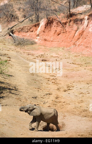 Großen Stier Elefant Dronking von trockenen Flussbett Stockfoto