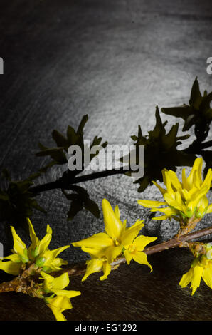 Forsythien Zweig auf dunklem Hintergrund Stockfoto