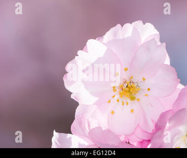 Makro ein rosa Kirschblüte Stockfoto
