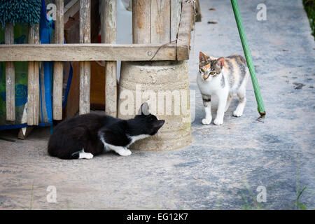 Katze spielen und... Katze Stockfoto