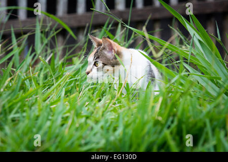 Pirsch lange Gras Katze Stockfoto