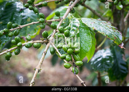 Grüner Kaffee Obst und Bohnen wachsen auf eine Kaffeepflanze nass im Regen Stockfoto