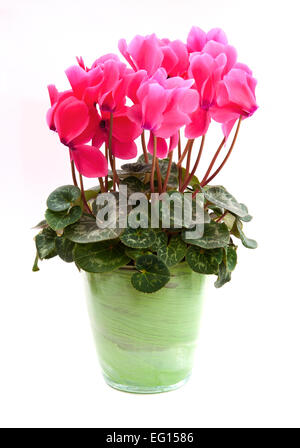 Cyclamen Persicum-Hybride rosa. Eingemachte Cyclamen Persicum (eine große "Floristen" Sorte).  Isoliert auf weißem Hintergrund Stockfoto