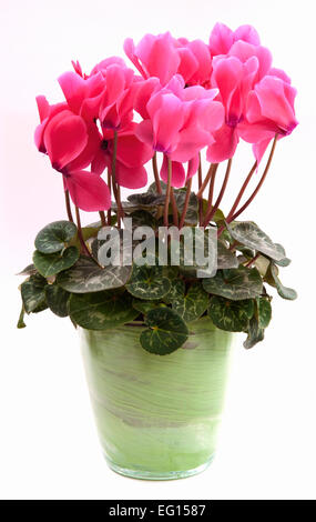 Cyclamen Persicum-Hybride rosa. Cyclamen Persicum Topfpflanzen (ein großes "Floristen Sorte") in einem grünen Topf. Stockfoto