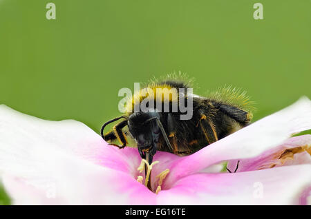 konzentrieren Sie, gestapelten Bild von Bombus Terrestist Buff tailed Hummel auf einer Blume aller Insekt steht im Mittelpunkt Stockfoto