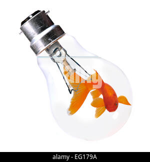 Goldfische schwimmen in einer Glühbirne Stockfoto