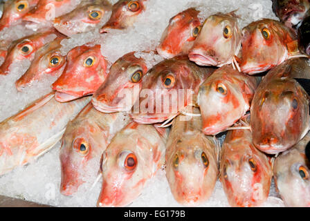 rote Knurrhahn Aspitrigla Cuculus verpackt im Eis auf ein Fischhändler-Tafel / Zähler Stockfoto