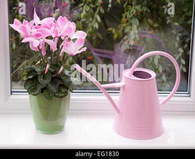 Cyclamen Persicum-Hybride. Cyclamen Persicum Topfpflanzen (ein großes "Floristen Sorte") auf der Fensterbank mit einer rosa Gießkanne. Stockfoto