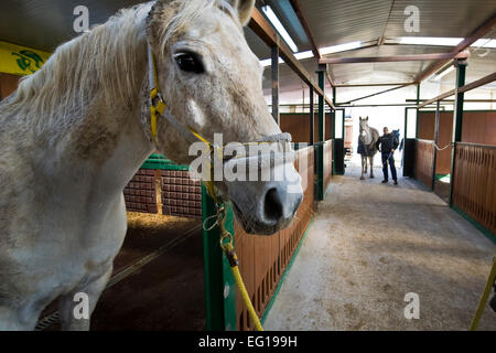 Italien, Bollate Gefängnis, Reitpferde Stockfoto