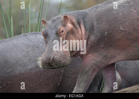 Leiter der Nilpferd auf kleinen Insel Lake Naivasha, Kenia Stockfoto