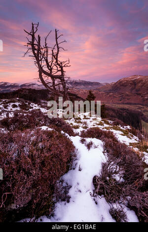 Blick über ein paar verdreht, tote Bäume von Raven Crag in Richtung Blencathra im englischen Lake District, Schnee, winter Stockfoto