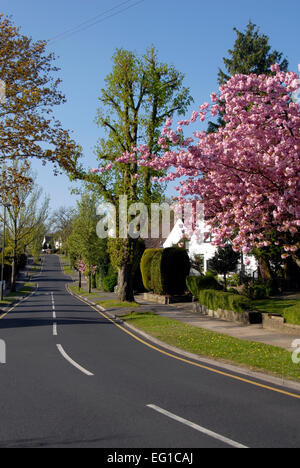 Suburban Wohnstraße im Frühjahr/Frühsommer Stockfoto