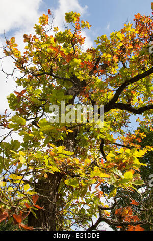 Herbstliche Nahaufnahme eines Quercus dentate Baumes in einem UK-Garten. Stockfoto
