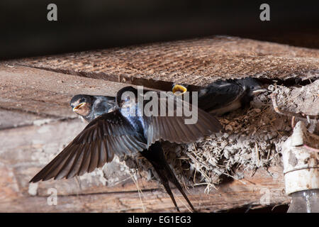 Hirundo Rustica. Das Nest der Rauchschwalbe in der Natur. Russland, Rjasan (Ryazanskaya Oblast), Bezirk Pronsky, D Stockfoto