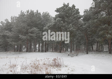 Schweres Schneetreiben fallen auf Torheit Hill, Faringdon, Oxfordshire Stockfoto