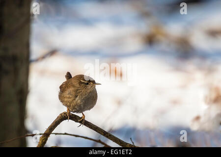 In einer Winterlandschaft thront ein Zaunkönig auf einem Ast. Stockfoto