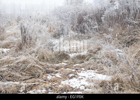 Grass bedeckt an einem nebeligen Wintertag mit Raureif. Stockfoto